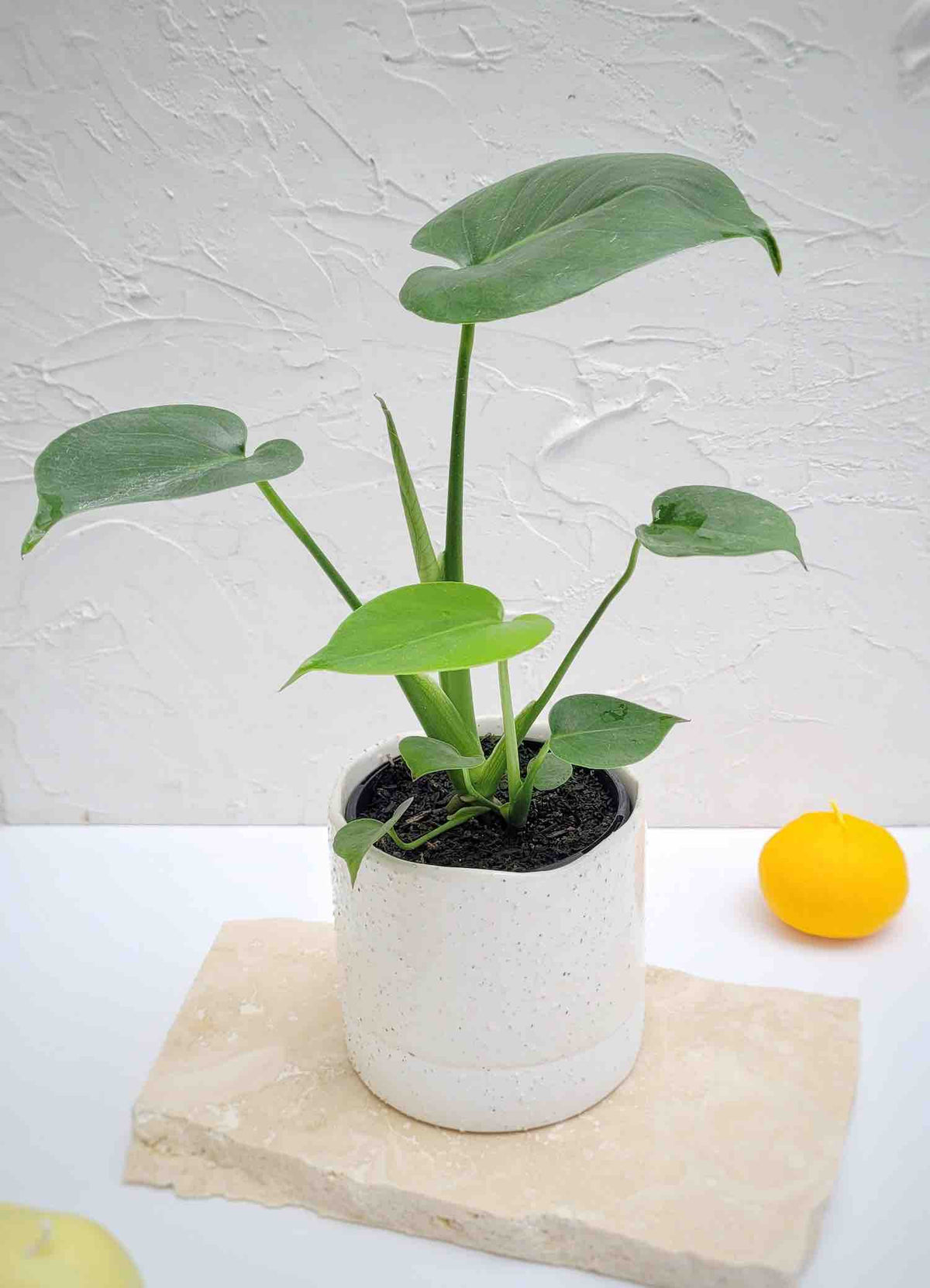 Monstera Indoor Plants