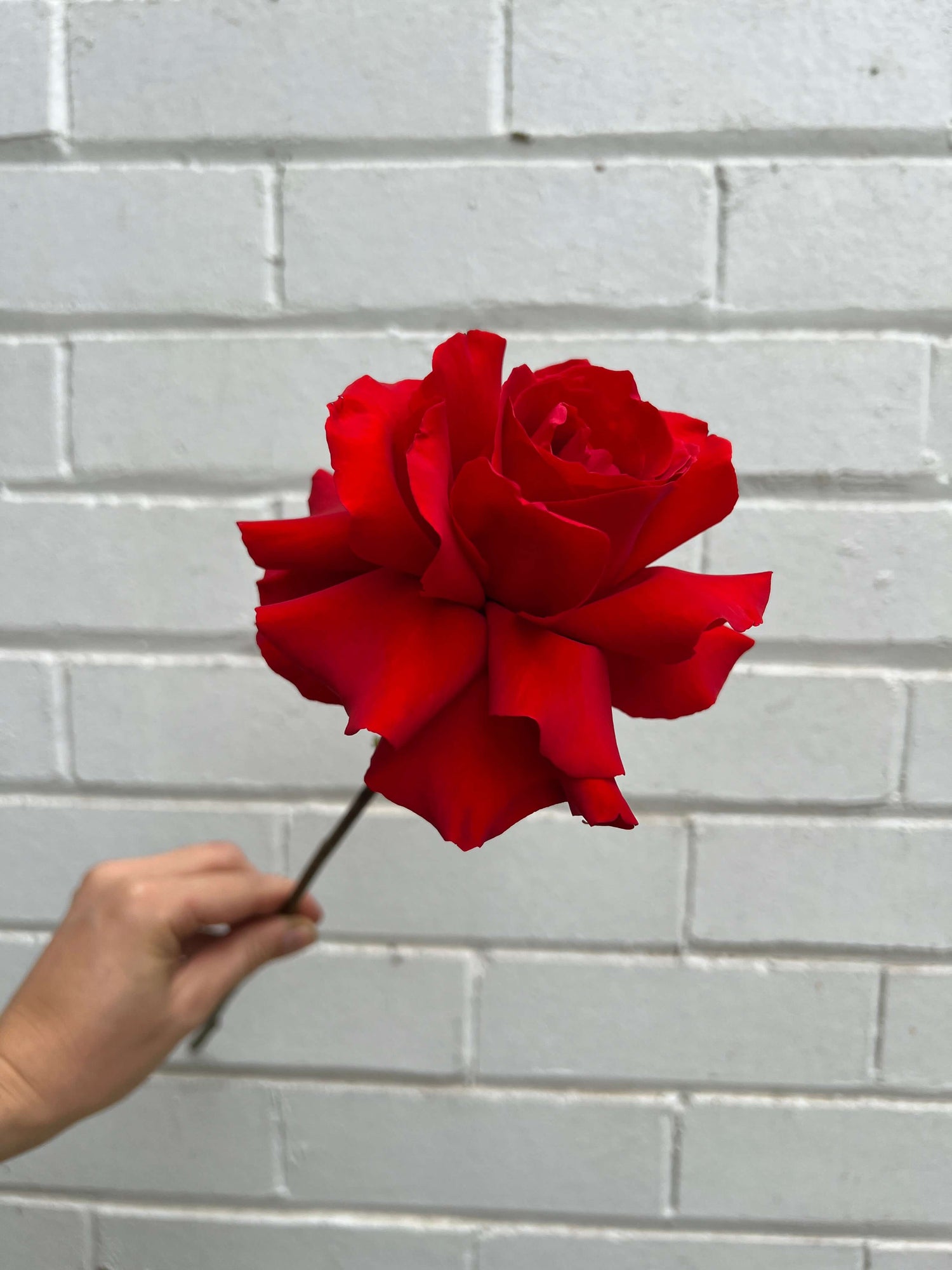 Best Valentine's Flowers for Sydney Delivery 2026