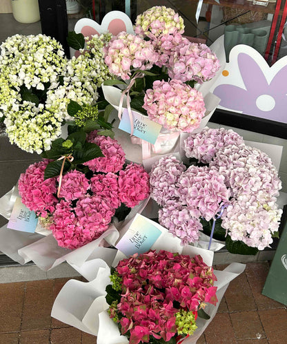 Premium Potted Hydrangea Plant 200mm